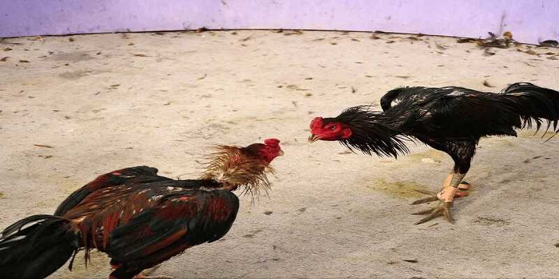 Một số loại hình đá gà hấp dẫn